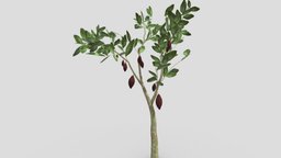 Cacao Tree(Brown Fruit)- 01 cacao-tree, 3d-cacaotree, lowpoly-cacao, 3d-lowpoly-cacao, cocoatree