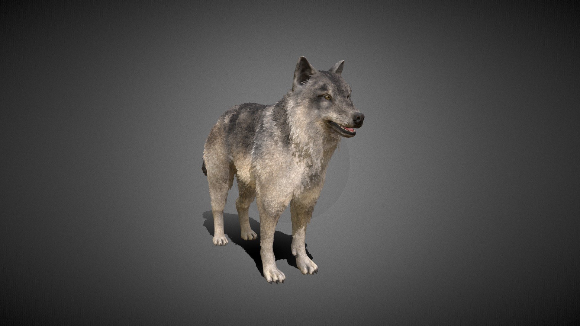 The furry wolf with animations, IMPORTANT - The fur uses two map UV - wolf - for color ( The same texture like albedo for wolf) OPACITY****- for opacity map and transparent.