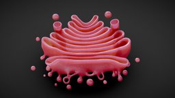Golgi Apparatus Anatomy body, face, plant, anatomy, biology, micro, nuclear, cell, transport, lumen, membrane, cells, complex, cellular, science, trans, golgi, histology, microscopic, nucleus, apparatus, reticulum, endoplasmic, eukaryotic, cis, microbiology, golgi-apparatus, cytoplasm, structure, animal, vesicle, golgi_apparatus, lysosomes, endomembrane, noai, cisternae, secretory, outgoing, dictyosomes, endosomes, eukaryotes