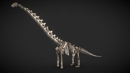Dreadnoughtus skeleton skeleton, bone, reconstruction, fossil, paleontology, fosil, sauropod, titanosaur, saurischian, scan, palaeontology, dinosaur, saurischia, titanosaurian, noai