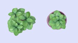 Stylized basil pot plant plant, homedecor, potplant, basil, substancepainter, blender, lowpoly, zbrush, stylized, lowpolyplant
