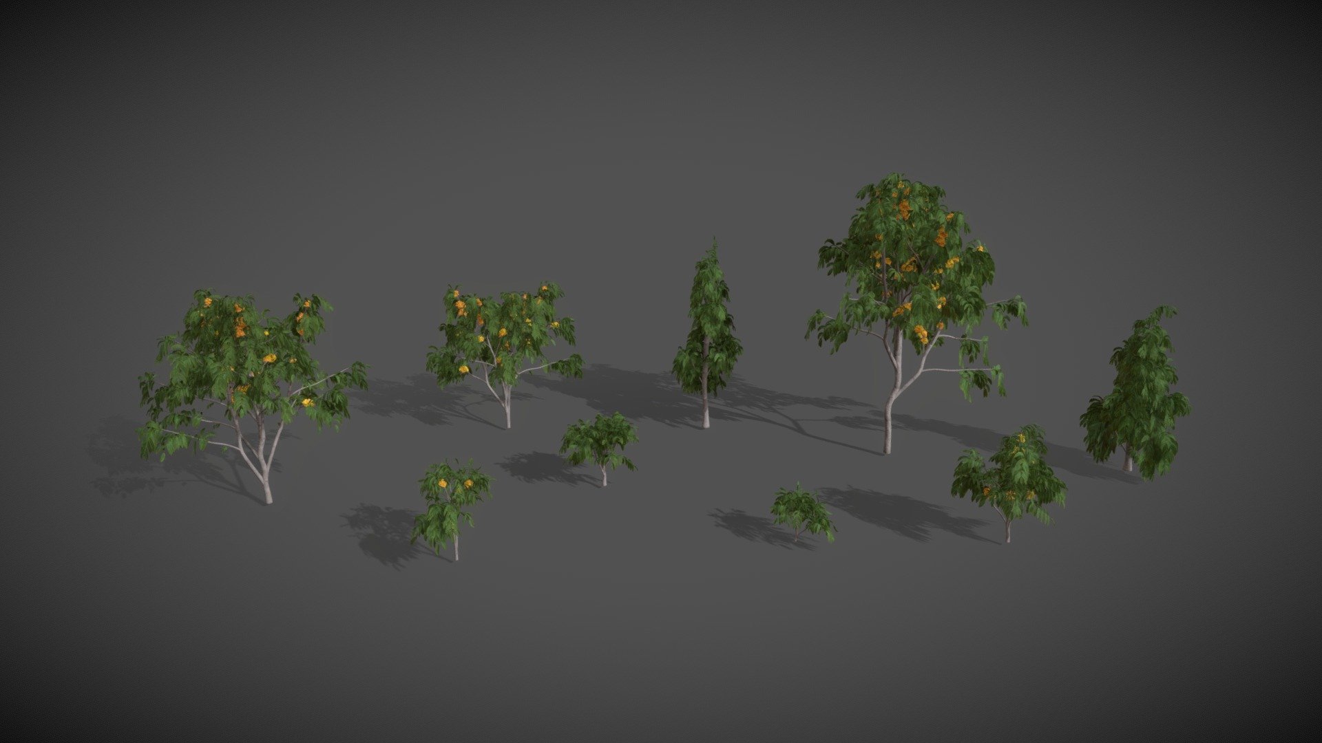 This XfrogPlants Ashoka Tree 3D model collection contains nine highly detailed, fully textured variations of the plant at different ages.

Download includes textures and 5 useful and versatile formats: Blender EEVEE, fbx, obj, Unity, and Unreal. 

Tree, evergreen flowering
Height: up to 10 m
Origin: central India
Environment: rainforest
Climate: warm, humid

Notes:
The Ashoka Tree is famous for its brightly-colored fragrant flowers. From February to April, the tree grows large bunches of its vibrant yellow-orange blossoms which darken and turn red before wilting. Though it is widely cultivated, it is a vulnerable species and is becoming rarer in the wild. The Ashoka Tree is considered sacred throughout the Indian subcontinent and has many religious and folkloric associations.
