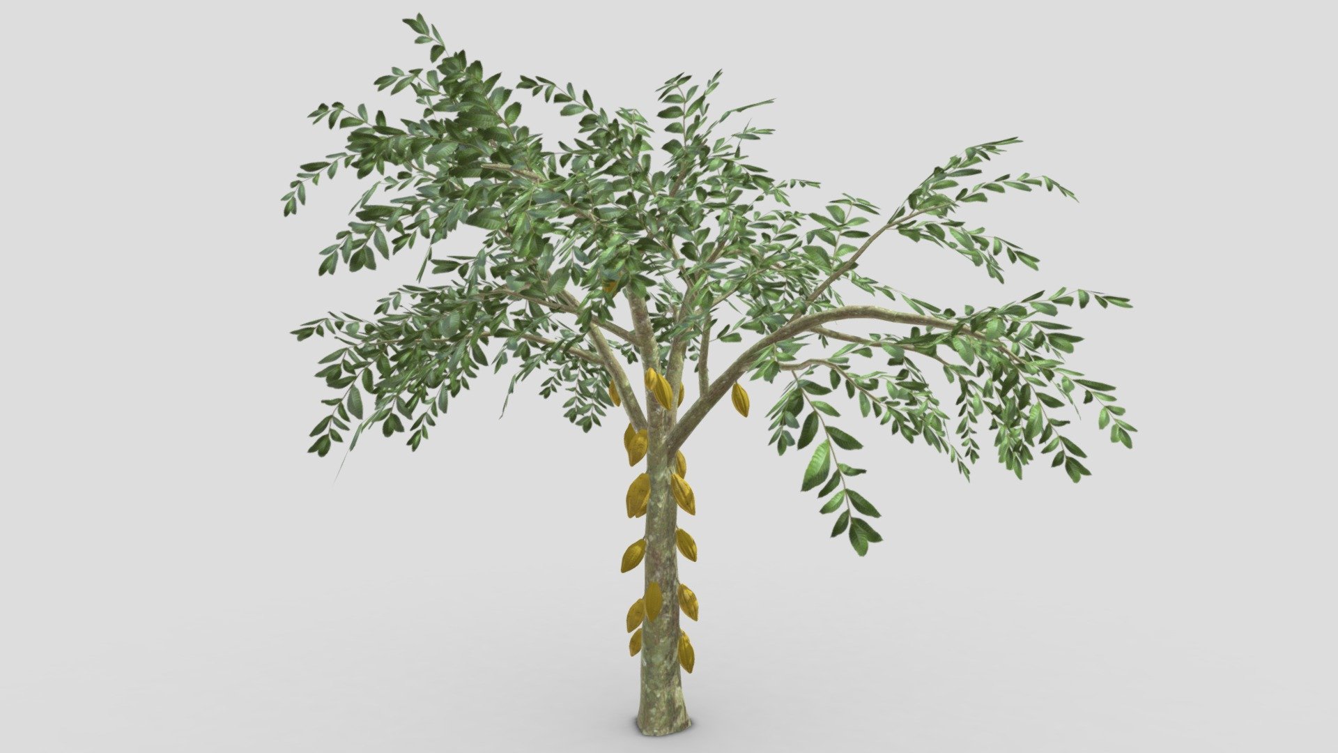 This is a 3D low poly model of a Cacao tree that you can use in your projects.

Info:

Theobroma cacao is a small evergreen tree in the family Malvaceae. Its seeds, cocoa beans, are used to make chocolate liquor, cocoa solids, cocoa butter, and chocolate. Native to the tropics of the Americas, the largest producer of cocoa beans in 2018 was Ivory Coast, at 2.2 million tons.