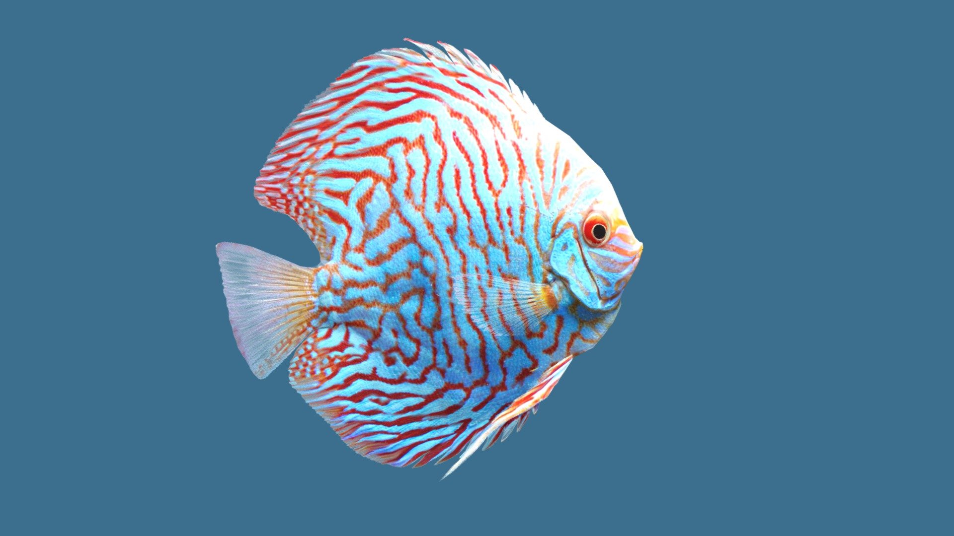 
Before purchasing this model, you can free download Emperor Angelfish and try to import it. 



The realistic fish model &ldquo;Discus Checkerboard Pigeon