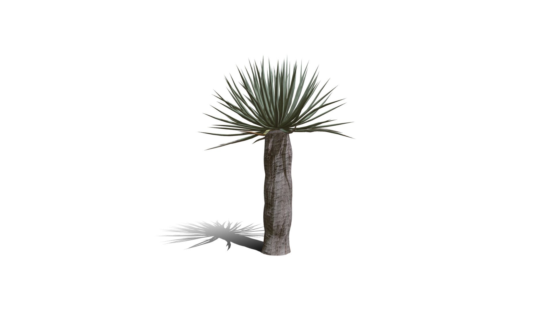 Model specs:





Species Latin name: Dracaena draco




Species Common name: Dragon tree




Preset name: Super hero no flower mat 0




Maturity stage: Infant




Health stage: Thriving




Season stage: Spring




Leaves count: 196




Height: 1.1 meters




LODs included: Yes




Mesh type: static




Vertex colors: (R) Material blending, (A) Ambient occlusion



Better used for Hi Poly workflows!

Species description:





Region: Africa




Biomes: Savana,Scrubland,Desert




Climatic Zones: Subtropical,Tropical




Plant type: Succulent



This PlantCatalog mesh was exported at 40% of its maximum mesh resolution. With the full PlantCatalog, customize hundreds of procedural models + apply wind animations + convert to native shaders and a lot more: https://info.e-onsoftware.com/plantcatalog/