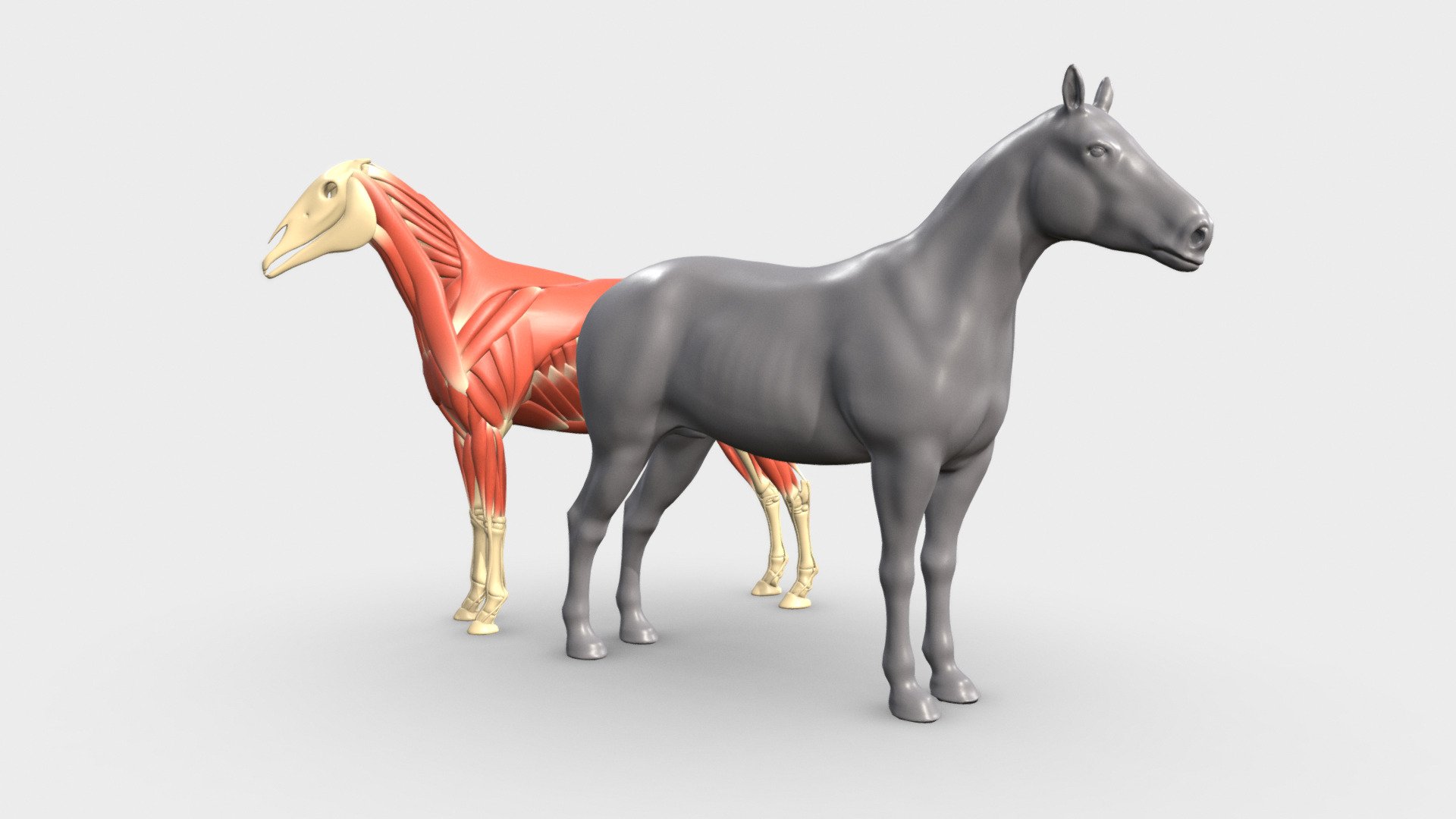 This model is an easy-access horse anatomy reference for artists looking for a better understanding of horse anatomy.  For creature artists, 2d and 3d artists, riggers, and animators, this model provides the perfect base for developing characters based on real anatomy.

Includes three layers of reference for an in-depth understanding of horse anatomy:




Individually labeled Bones.

Individually labeled Muscles, Ligaments &amp; Fascia

High-res skin sculpt based on underlying anatomy.

Also Included




Retopologized base mesh with multires sculpt for character development

Basic armature rig for posing adjustments. 

Basic Muscle &amp; Bone real-time materials for easy anatomy identification.
