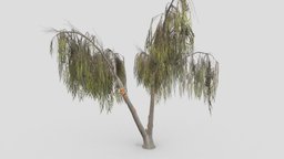 Eucalyptus Tree- 05 tree, plant, unreal, nature, eucalyptus, unity, lowpoly-eucalyptus, 3d-eucalyptus