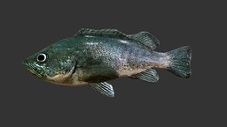 Rockfish fish, fishing, river, underwater, animals, lake, ocean, aquarium, aquatic, nature, sealife, rockfish, oceanlife, lakelife, riverlife, animal, sea, boat