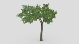 Orange Tree- S13 plant, orange, nature, 3d-model, unitty, unity, lowpoly, 3d-orange, orange-lowpoly, orange-3dmodel