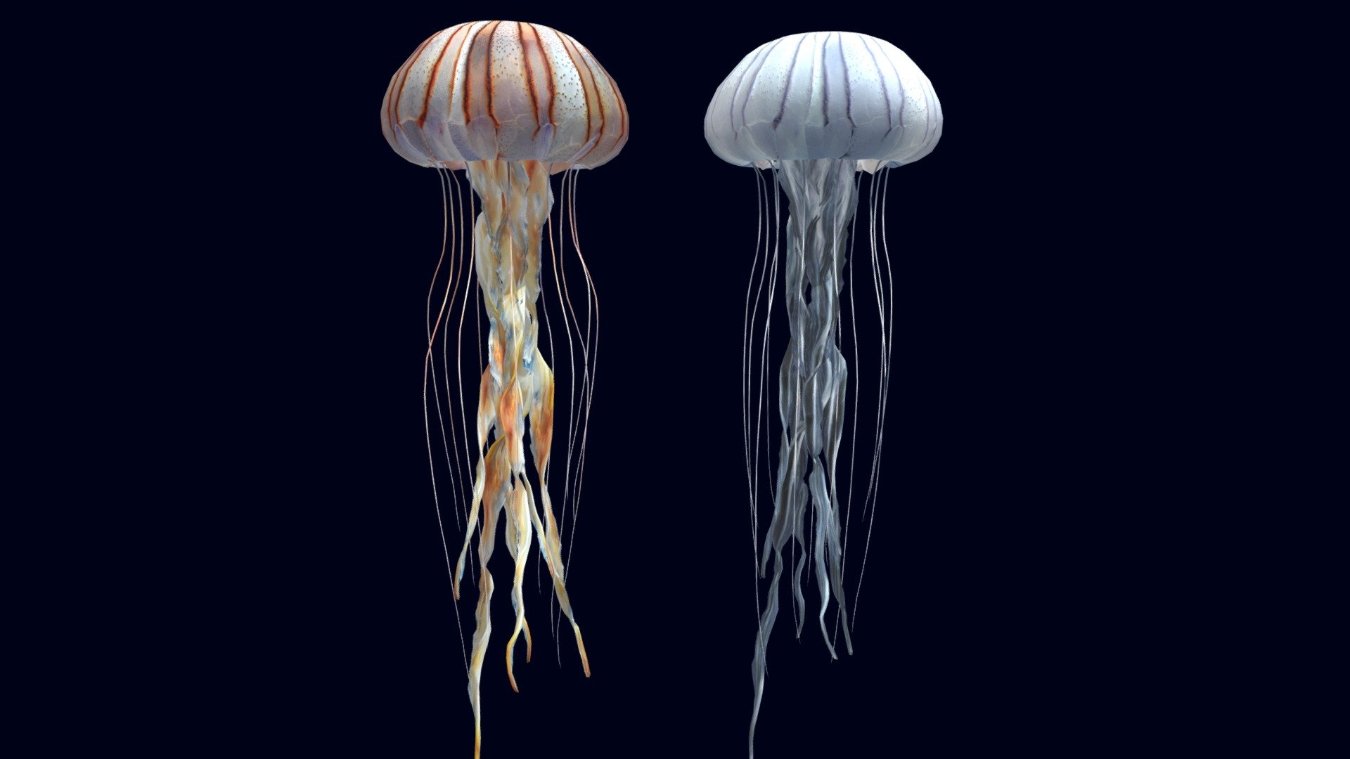 
FAB Store

The Compass Jellyfish  (Chrysaora hysoscella)

This asset has 2 same models with 2 different albedo textures 4K + Metallic and Normal map

Also, the difference between these models is that the animation of the second jellyfish is offseted by several frames

The Jellyfish includes one animation loop (1-100).



Technical details:

The Jellyfishl has 11 pieces: Bell, Stomach, Oral Arms 1-8, Tentacles

Number of textures: 4

Texture dimensions: 4096 x 4096 px

Polygon count of Jellyfish Pulmo: Tris 10916

Animation count: 1

UV mapping: Yes