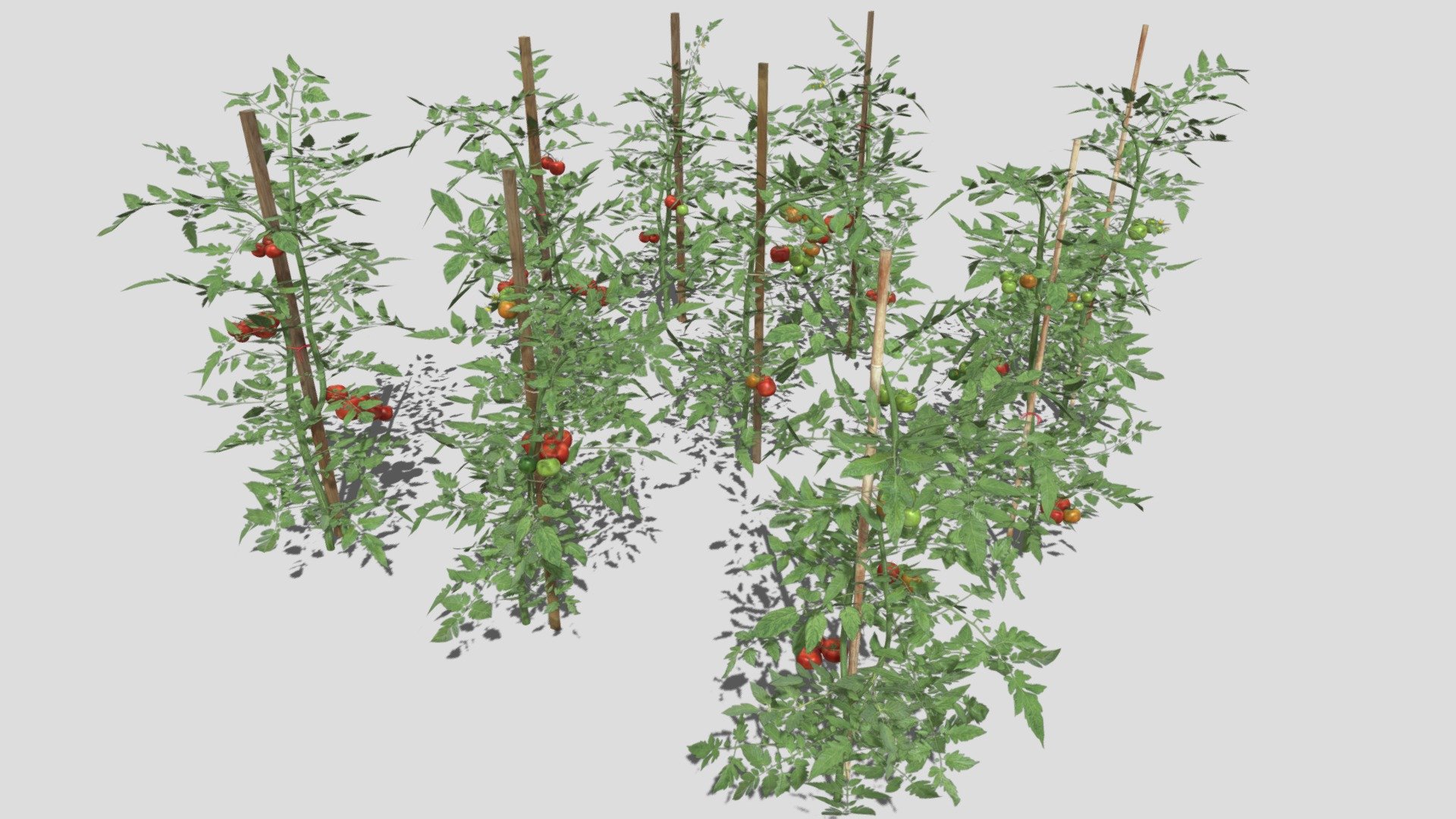 Nine tomato plants
