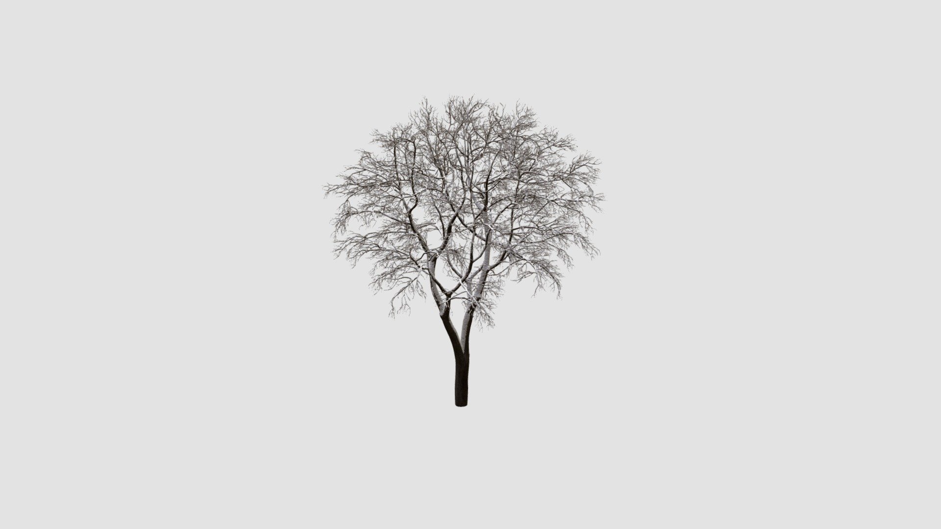 Highly detailed model of plant with all textures, shaders and materials. It is ready to use, just put it into your scene.