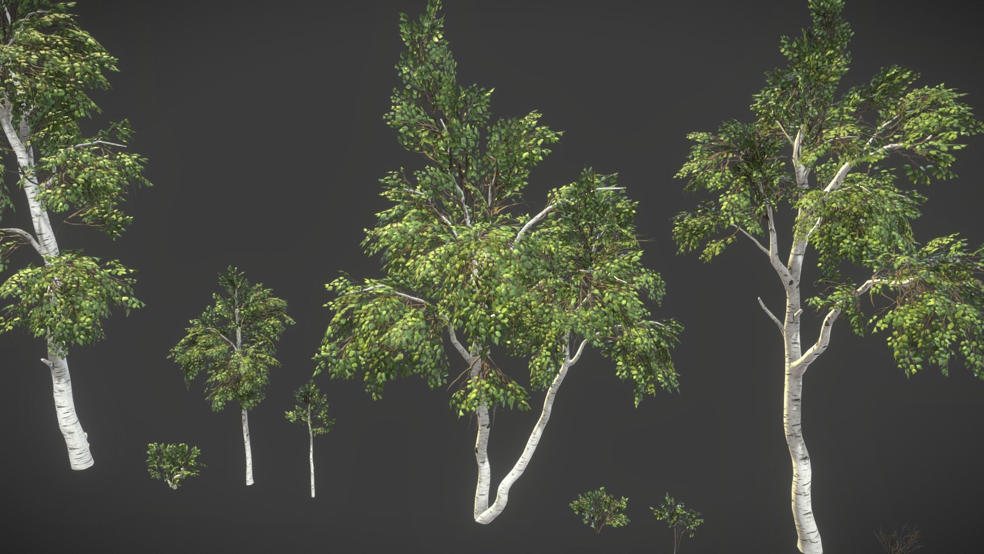 


Meshes: 6 unique birch trees / 4 bushes use the same texture atlas
[*fbx/ Blender Scene]




SM_Plant_Tree_Birch_01 - 16999 tris

SM_Plant_Tree_Birch_02 - 17301 tris

SM_Plant_Tree_Birch_03 - 9380 tris

SM_Plant_Tree_Birch_04 - 23145 tris

SM_Plant_Tree_Birch_05 - 8492 tris

SM_Plant_Tree_Birch_06 - 1603 tris

SM_Plant_Bush_01 - 1277 tris

SM_Plant_Bush_02 - 1877 tris

SM_Plant_Bush_03 - 810 tris

SM_Plant_Bush_04 - 446 tris

Textures:




T_Plant Tree Birch Leaves _BCO/N/RTA - 2048x2048 *tga

T_Tree Bark Birch White _BC/N/RHA - 2048x4096 *tga

T_Tree Bark Birch Black _BC/N/RHA - 2048x4096 *tga

T_Tree Bark Patch _O - 512x1024 *tga






Vertex blended bark textures on the trunk (use two bark tiles textures for different bark material types for top and bottom tree) - see the Blender scene setup

Wind Vertex painted

Collision

Lightmaps
