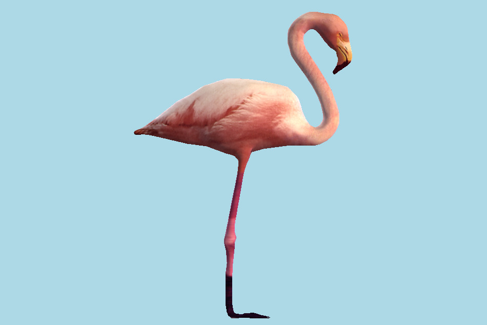 Flamingo 3d model