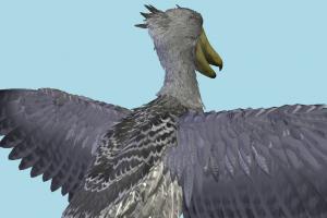 Shoebill Shoebill-3