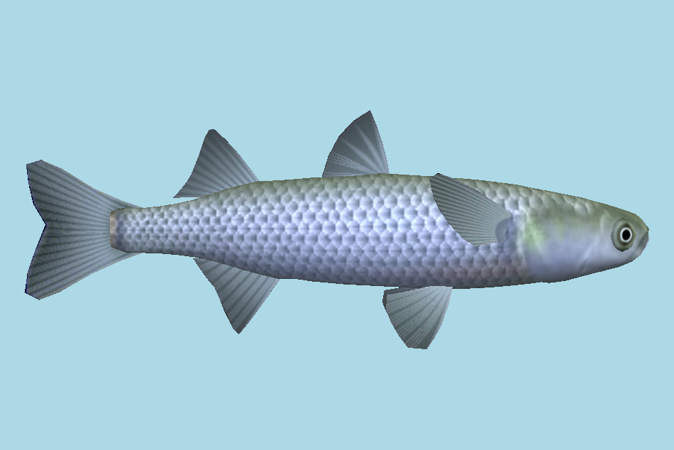 Fish 3d model