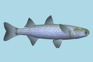 Fish Fish