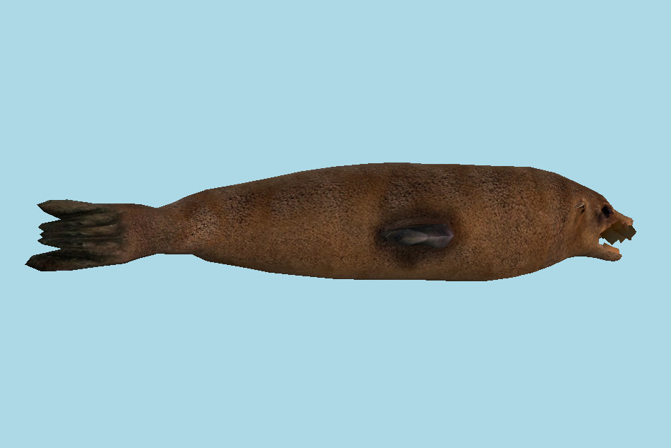 Fur Seal 3d model
