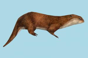 Otter otter, squirrel, rodents, animal, animals, nature, wild