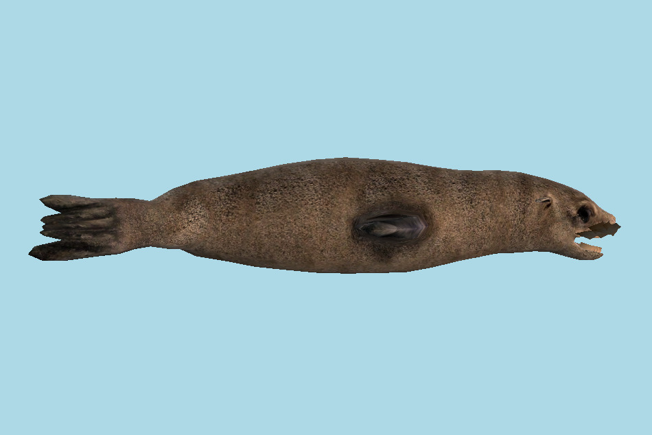 Baby Fur Seal 3d model