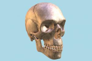 Ancient Skull skull, bones, bone, cranium, anatomy, skeleton, skeletal, medical, human, study, dead, death, jaw, ancient, creepy, science, halloween, horror, zombie