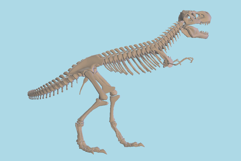 Tyrannosaurid Dinosaur Skeleton 3d model