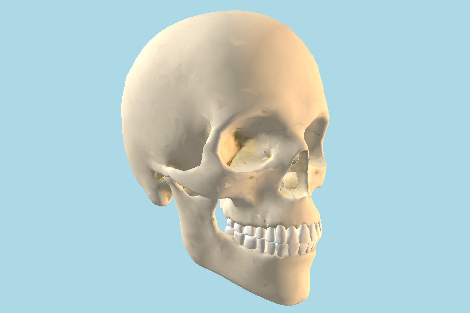 Skull 3d model