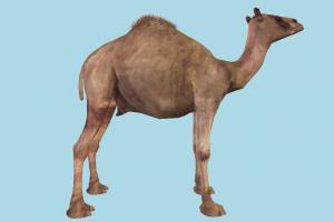 Camel camel, animal, animals, wild, nature, mammal, ruminant, zoology, saudi, arabia, arabic