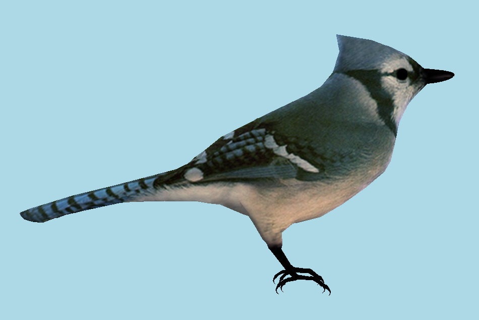 Blue Jay Bird 3d model