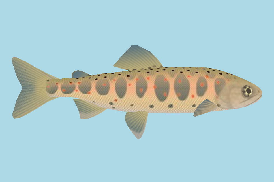 Amago Fish 3d model