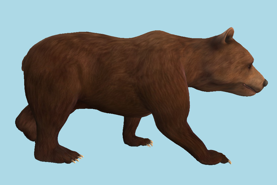 Grizzly Bear 3d model