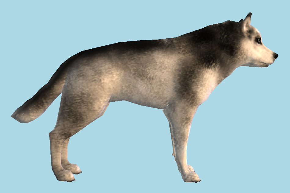 Husky Dog 3d model