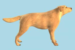 Dog Dog