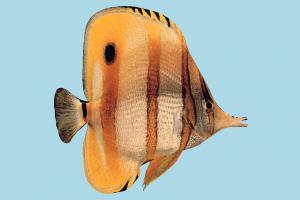 Fish fish, sea-creature, fishing, sea