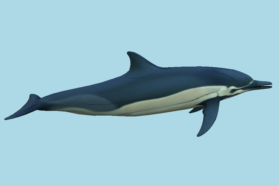 Dolphin 3d model