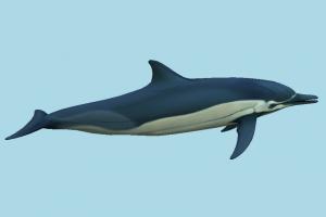 Dolphin dolphin, delfin, whale, shark, fish, sea-creature, fishing, sea