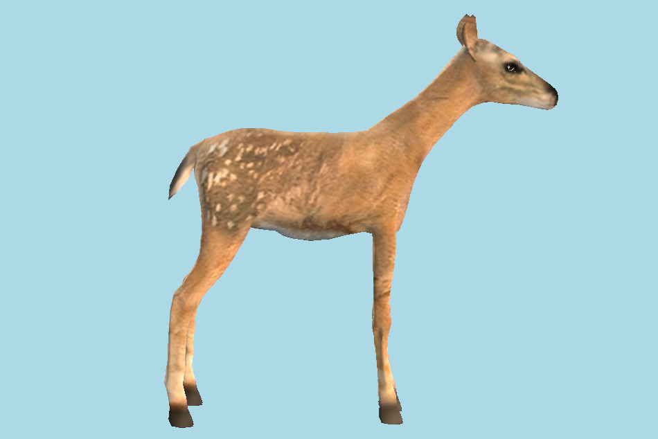 Fawn Deer 3d model