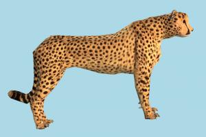 Cheetah Cheetah-Tiger
