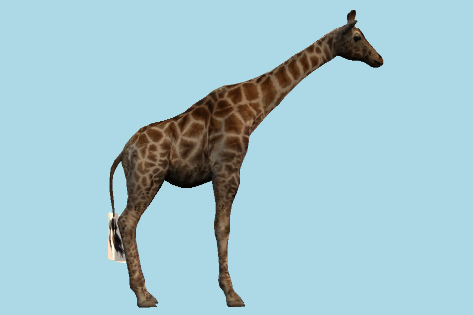 Giraffe Animal 3d model