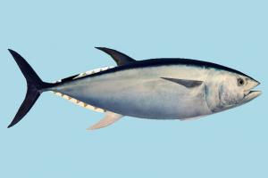 Tuna Fish Tuna-Fish