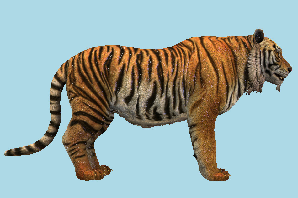 Tiger Walk Run 3d model
