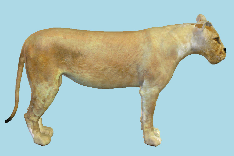 Cheetah Tiger Wild Animal 3d model