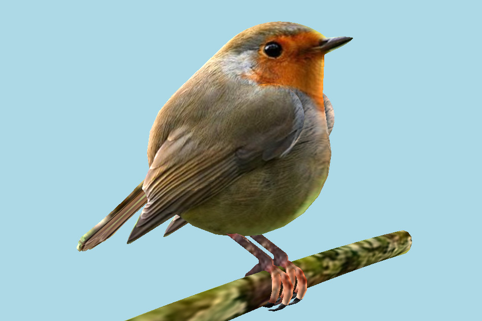 Bird 3d model