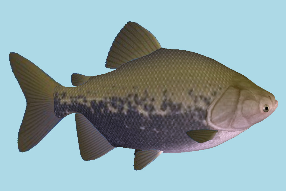 Fish 3d model