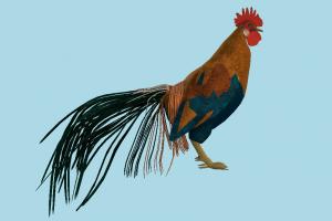 Rooster Rooster