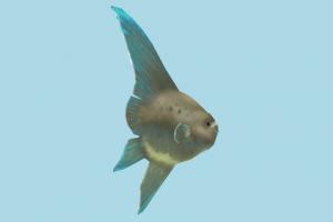 Fish Fish