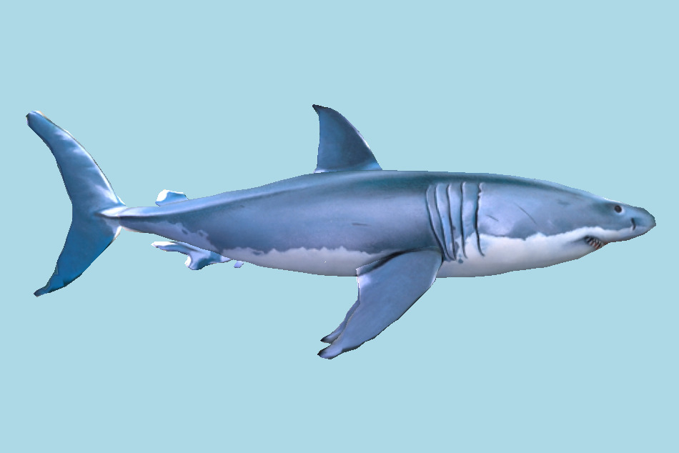 Shark 3d model