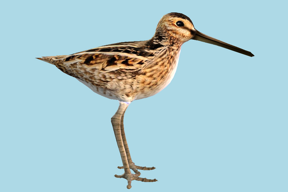 Snipe Bird 3d model