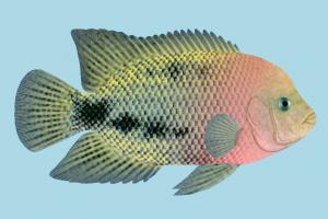 Fish Fish
