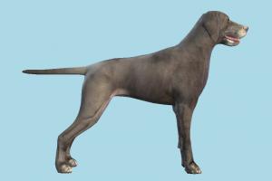 Dog Dog